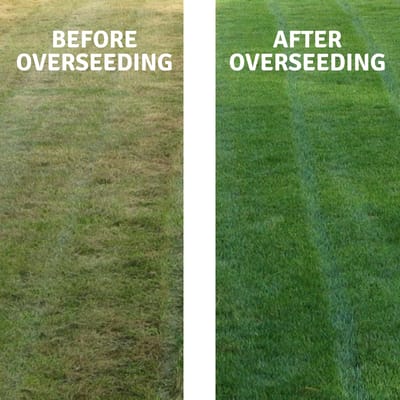 Lawn Overseeding Santa Ynez, CA Lawn Overseeding Santa Ynez, California